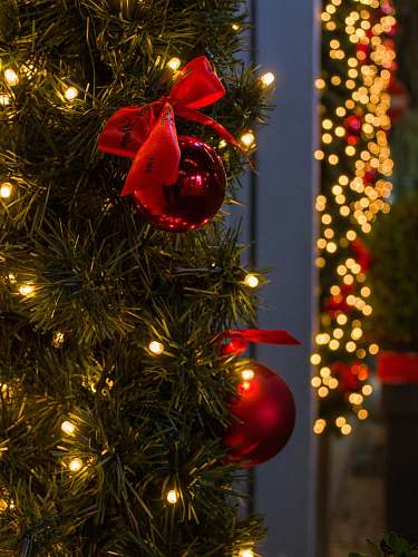 ornament red baubles plant